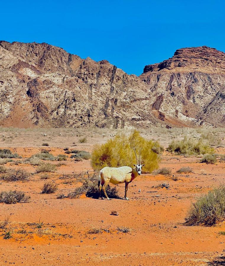 מלון וואדי רם Raja Camp מראה חיצוני תמונה